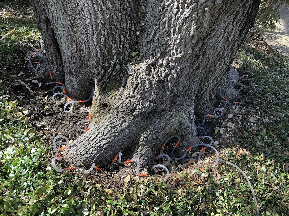 Detailed Tree Cabling and Bracing job site in Roebuck