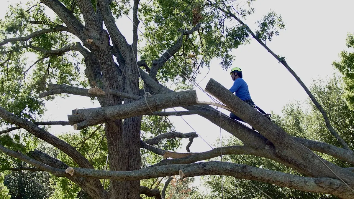 Professional Crown Thinning performed by certified arborists in Roebuck