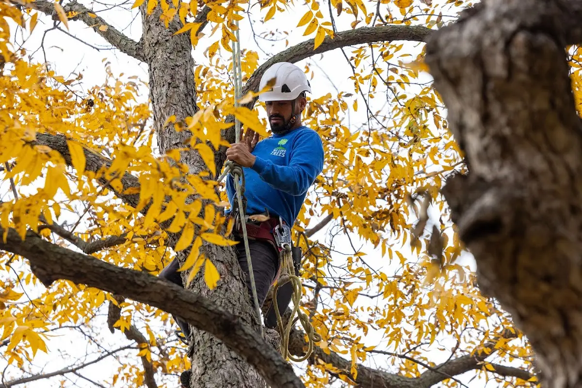 Skilled Storm Damage Cleanup crew working in Roebuck